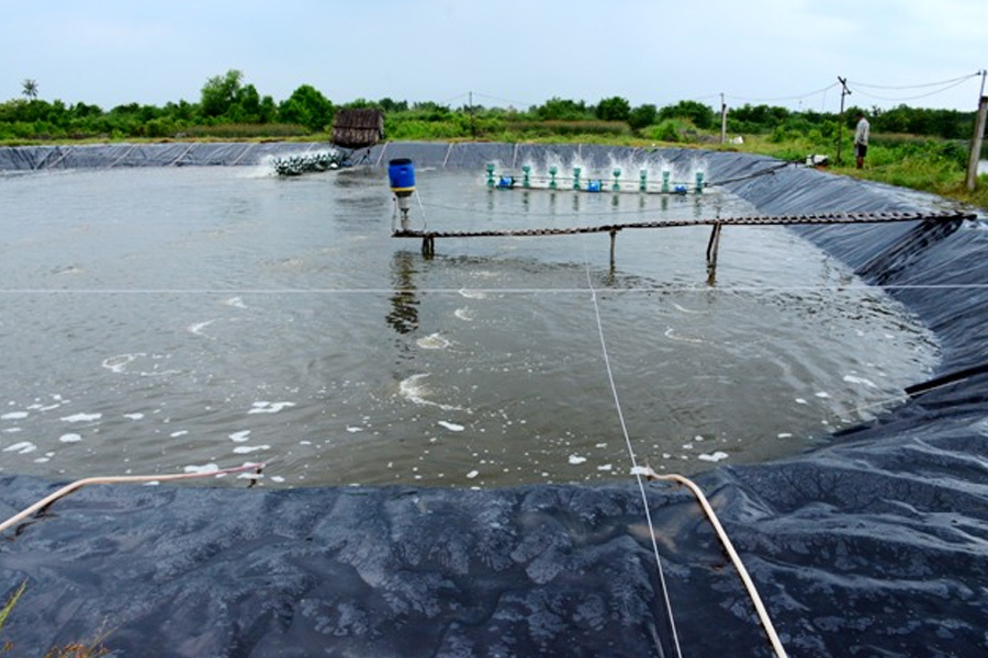 Dịch bệnh trên tôm diễn biến phức tạp