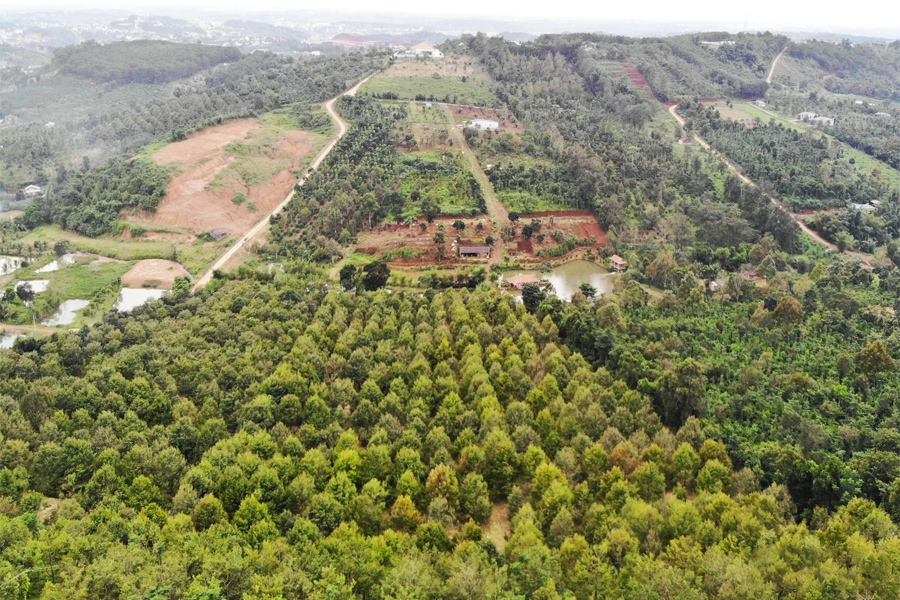 Diện tích sầu riêng tăng nhanh nhưng liên kết lỏng lẻo