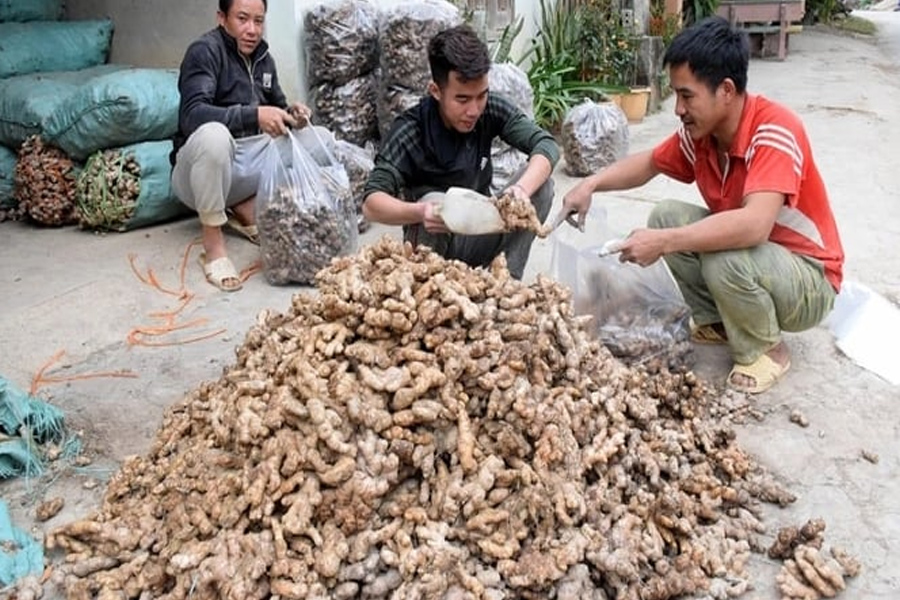 Đưa củ gừng Kỳ Sơn ra thế giới