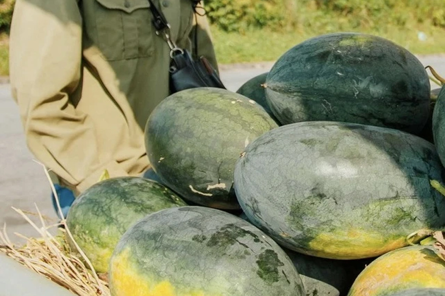 Dưa hấu tươi Việt Nam sẽ xuất khẩu chính ngạch sang Trung Quốc