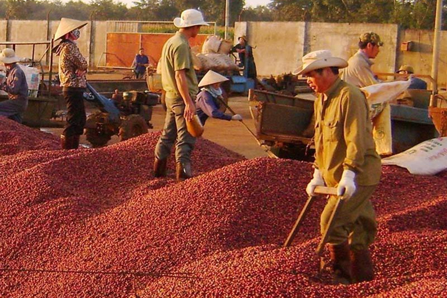 Giá cà phê nhân Việt Nam có thể cao nhất thế giới năm 2024