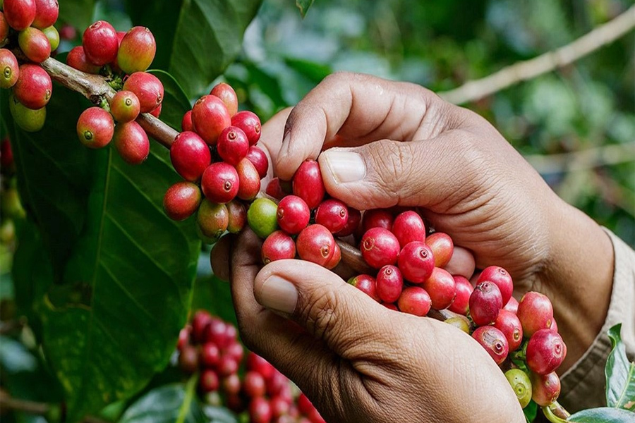 Giá cà phê nhân Việt Nam có thể cao nhất thế giới năm 2024