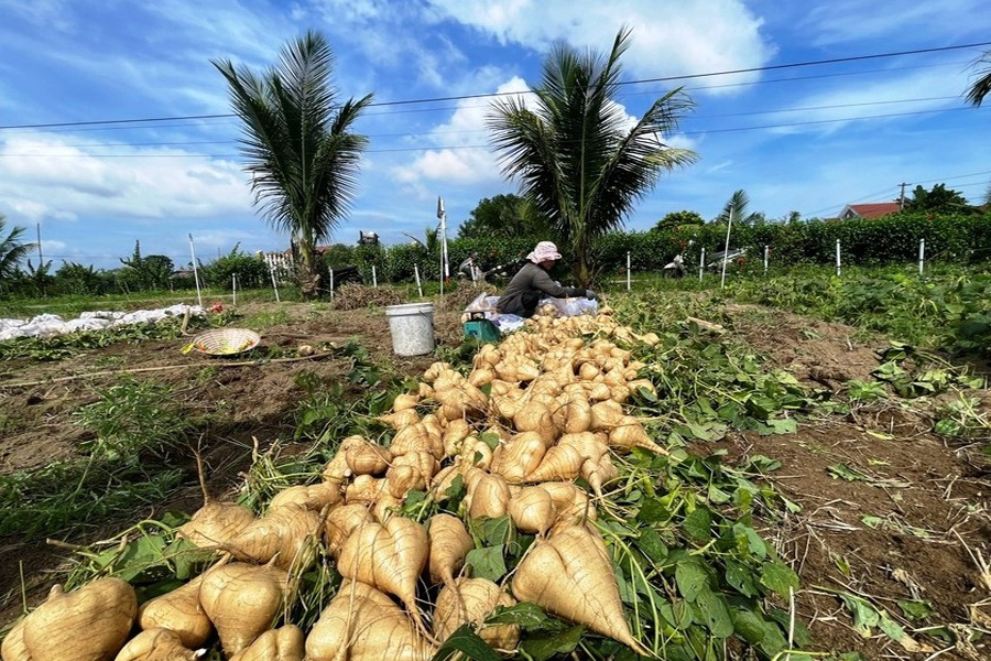 Giá củ sắn chạm đáy nông dân đem đổ cho bò
