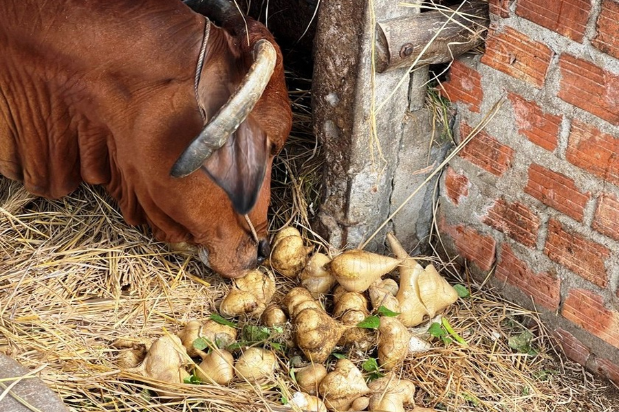 Giá củ sắn chạm đáy nông dân đem đổ cho bò