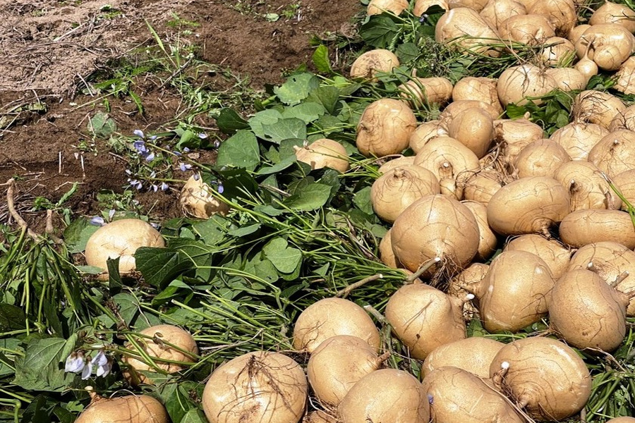 Giá củ sắn chạm đáy nông dân đem đổ cho bò