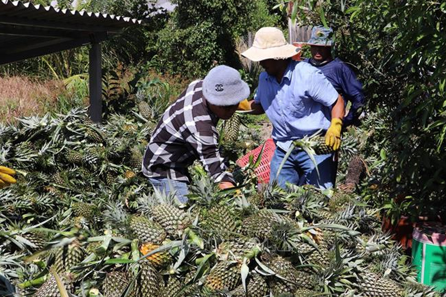 Giá khóm Đồng Tháp Mười tăng mạnh, nông dân lãi cao