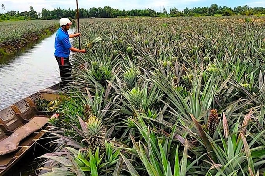 Giá khóm Đồng Tháp Mười tăng mạnh, nông dân lãi cao
