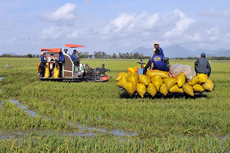 Giá lúa tươi tại miền Tây tăng cao kỷ lục