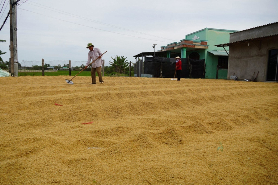 Giá lúa tươi tại miền Tây tăng cao kỷ lục