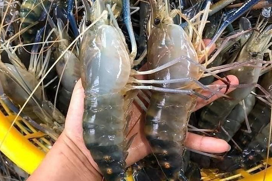 Giá tôm càng xanh giảm mạnh dịp cuối năm