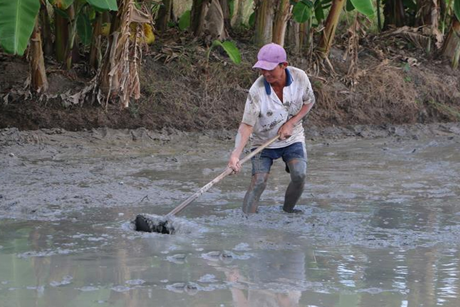 Gieo sạ vụ lúa Đông - Xuân sớm nhằm hạn chế mặn xâm nhập
