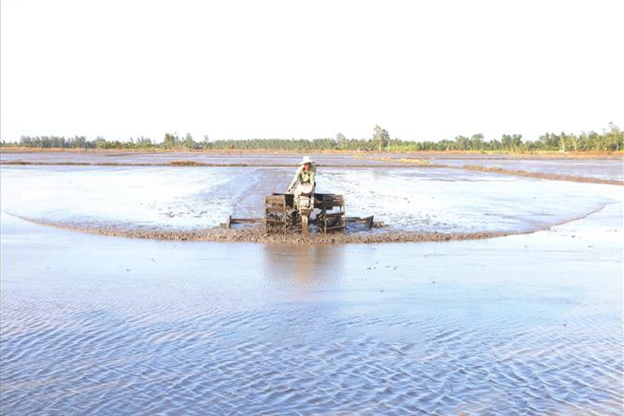 Gieo sạ vụ lúa Đông - Xuân sớm nhằm hạn chế mặn xâm nhập