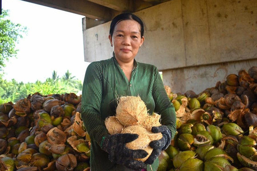 Hỗ trợ 4 tỉnh ĐBSCL liên kết sản xuất dừa