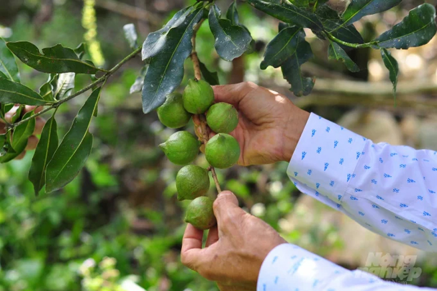 Khí hậu và cây giống quyết định thành bại cây mắc ca