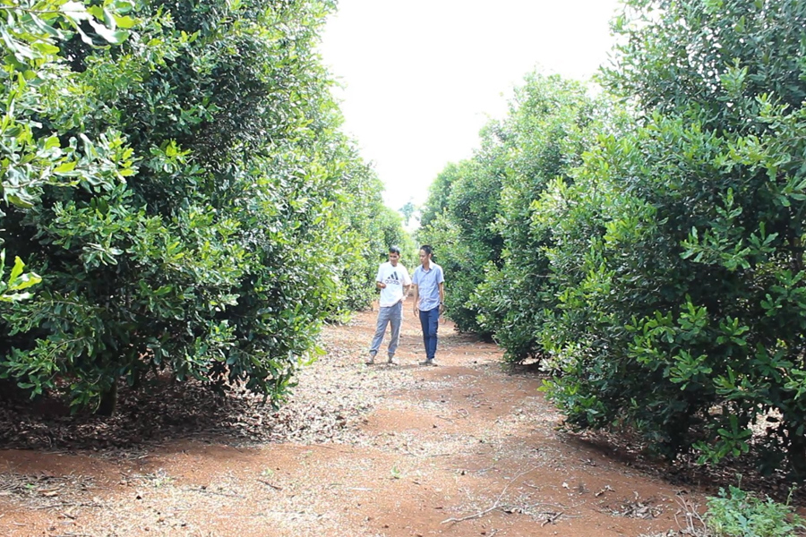 Khí hậu và cây giống quyết định thành bại cây mắc ca