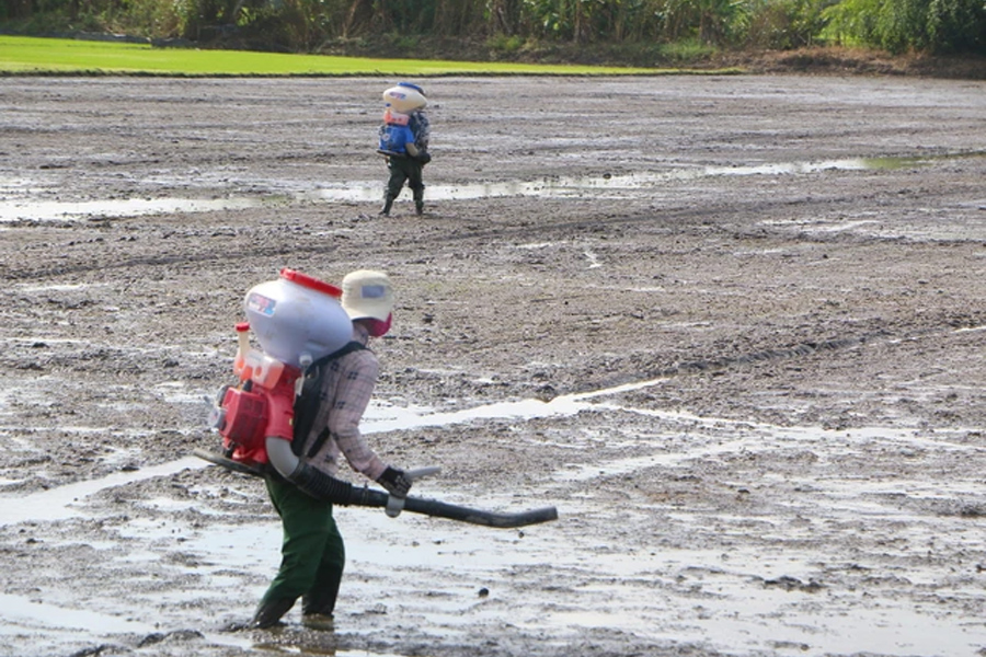 Lúa chưa xuống giống đã được đặt cọc giá cao