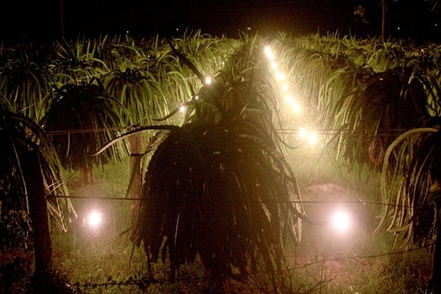 Nâng cao chất lượng Thanh Long nhằm đáp ứng thị trường