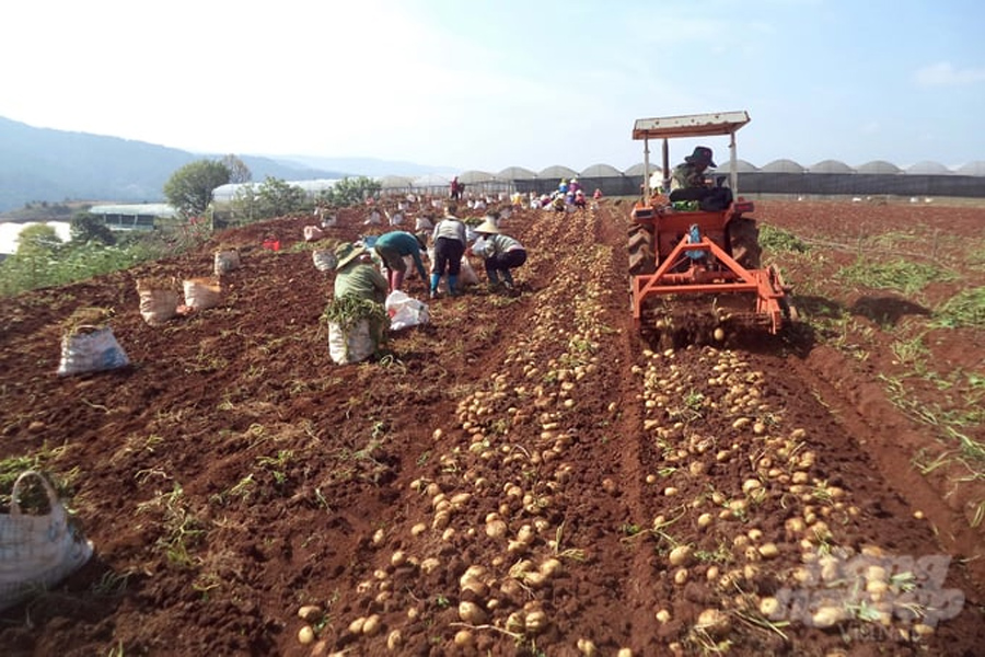Năng suất khoai tây tăng vọt nhờ giống mới và kỹ thuật mới giúp