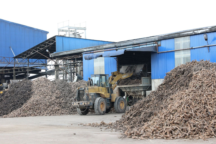 Ngành chế biến tinh bột khoai mì: “Khát” nguyên liệu