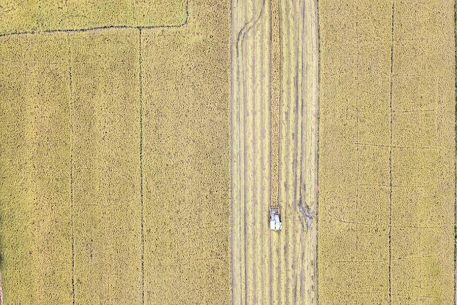 Ngành lúa gạo chuyển hướng đi