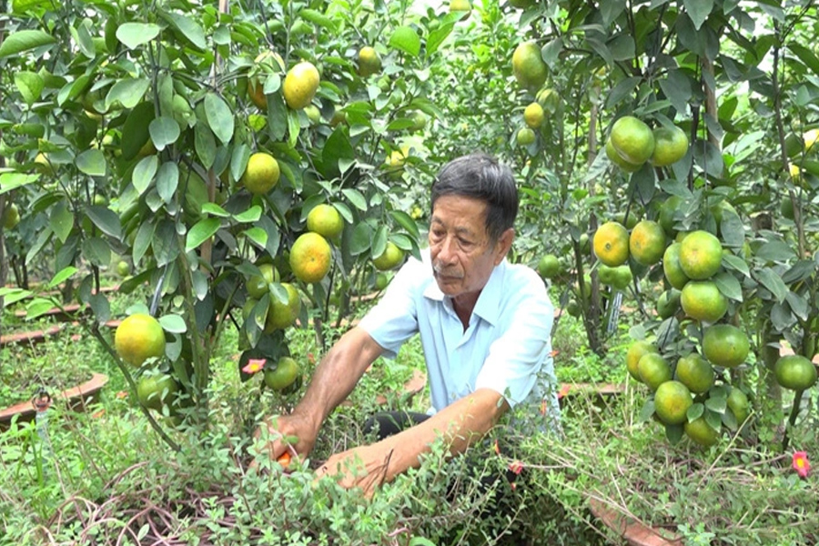 Quýt hồng Lai Vung mất mùa, sản lượng vụ Tết chỉ còn nửa