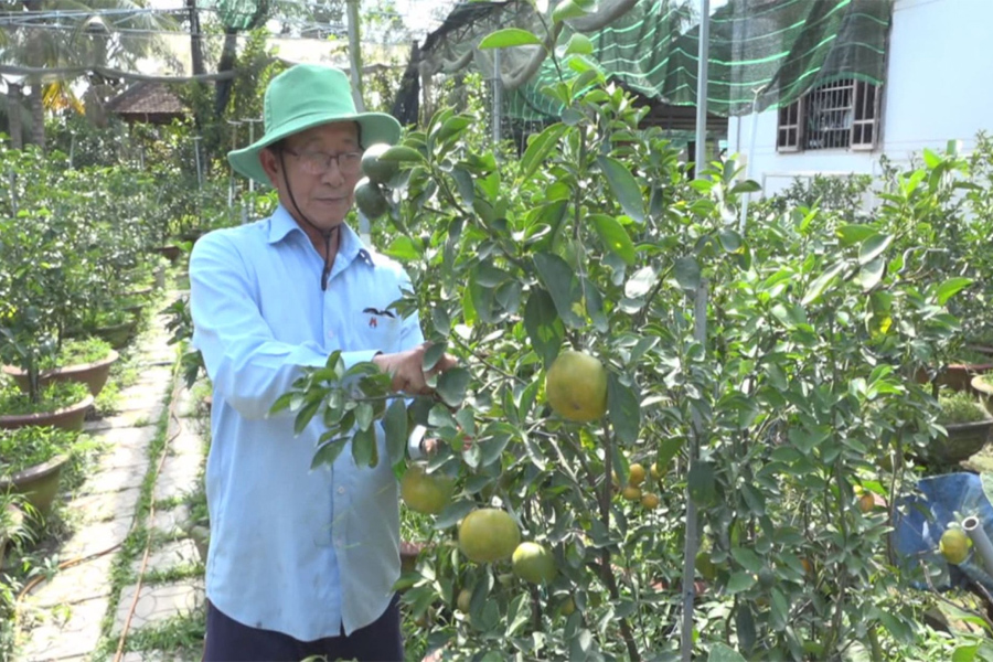 Quýt hồng Lai Vung mất mùa, sản lượng vụ Tết chỉ còn nửa