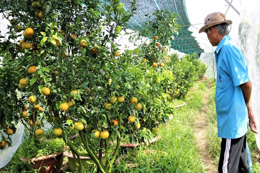 Quýt hồng Lai Vung mất mùa, sản lượng vụ Tết chỉ còn nửa