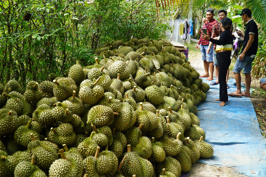 Sầu riêng miền Tây khan hiếm, thương lái đẩy giá gom hàng