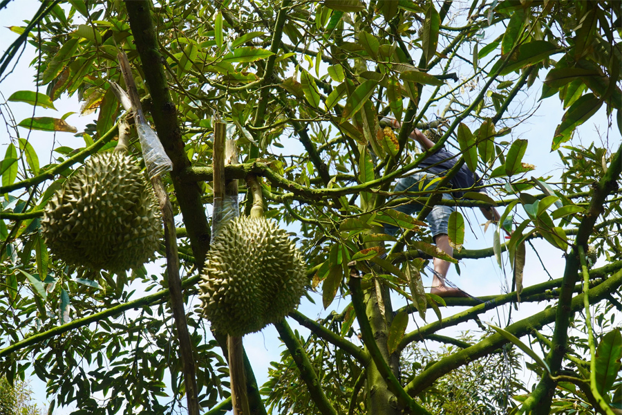 Sầu riêng miền Tây khan hiếm, thương lái đẩy giá gom hàng