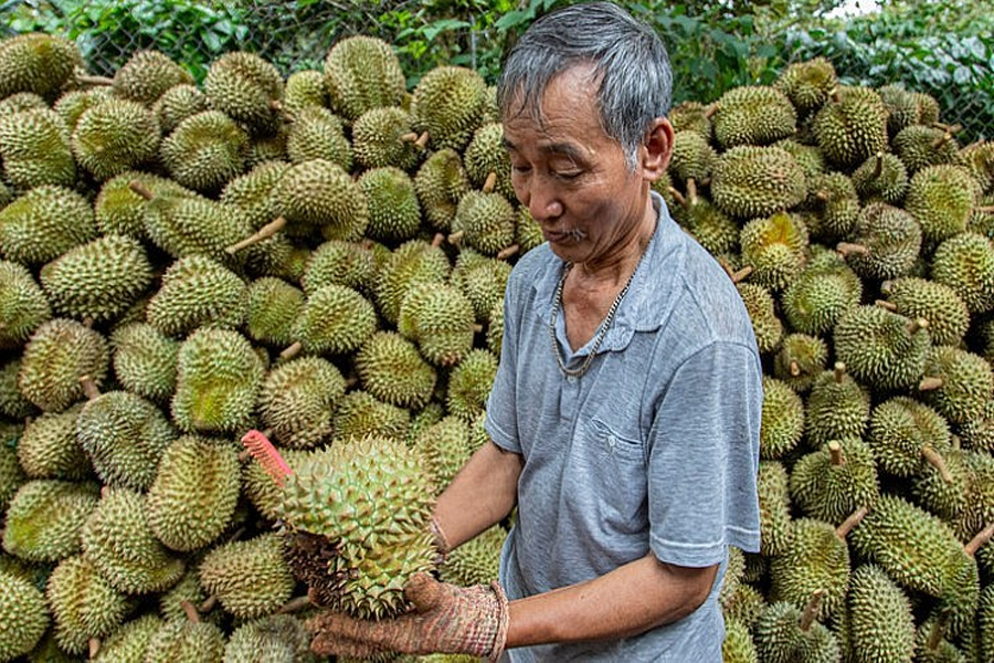 Sầu riêng miền Tây khan hiếm, thương lái đẩy giá gom hàng