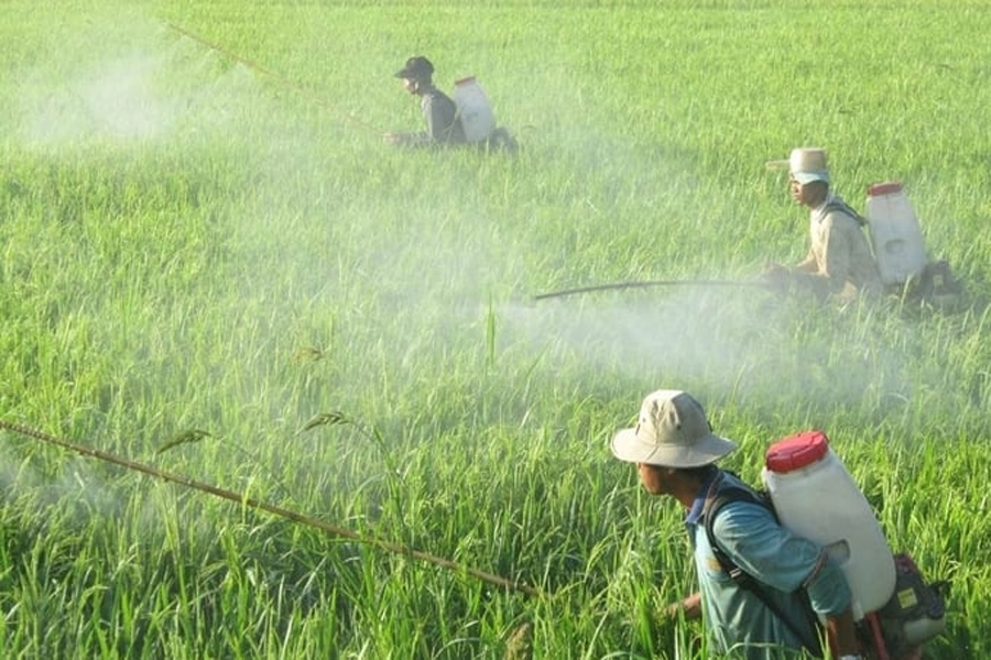 Tăng tỷ lệ sử dụng thuốc BVTV sinh học thêm 150% trong 7 năm