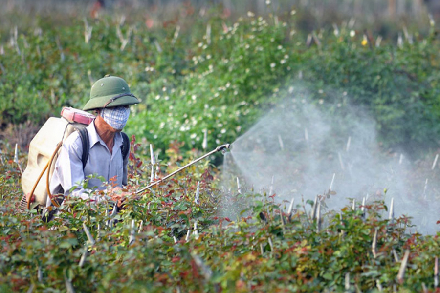 Tăng tỷ lệ sử dụng thuốc BVTV sinh học thêm 150% trong 7 năm
