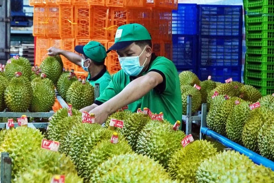 Thêm nhiều nước nhập khẩu sầu riêng Việt Nam