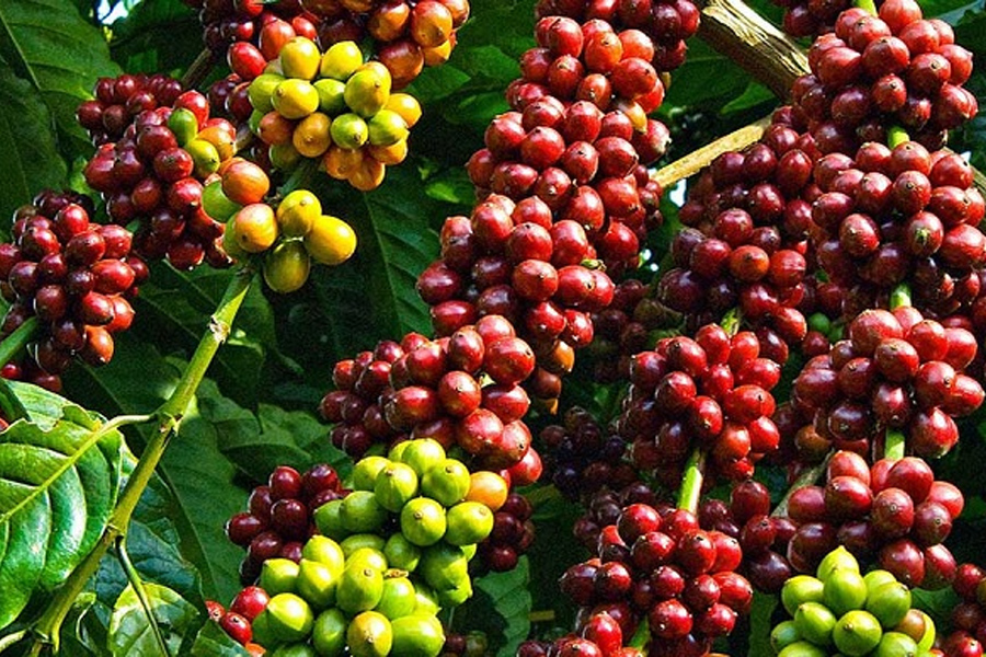 Thị trường giá cà phê hôm nay tăng nóng