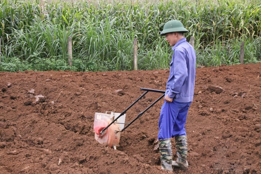 Trên 90% hạt giống rau, hoa được Việt Nam nhập khẩu mỗi năm