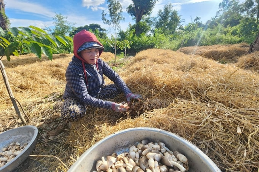 Trồng nấm rơm doanh thu hơn 50 triệu đồng/tháng/ha