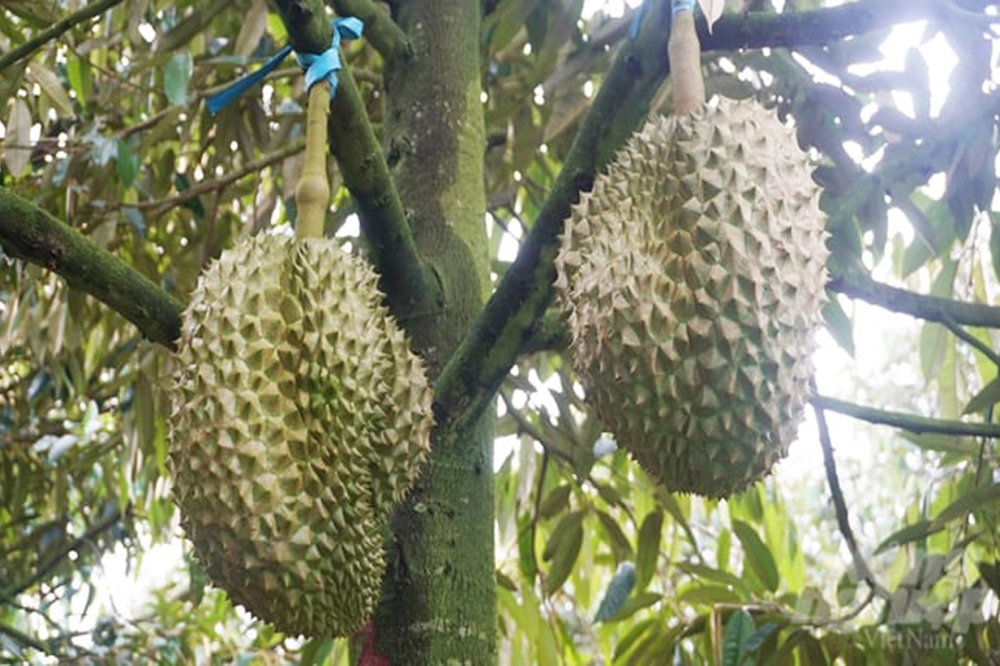 Trung Quốc chi gần 2 tỷ USD nhập khẩu sầu riêng Việt Nam