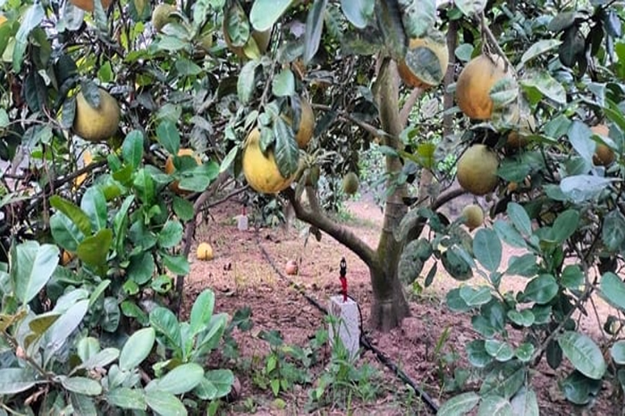 Tưới tự động cho cây ăn quả tăng 10-15% thu nhập