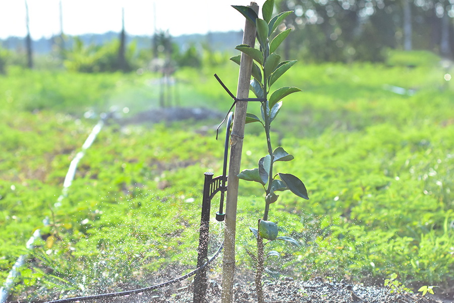 Tưới tự động cho cây ăn quả tăng 10-15% thu nhập