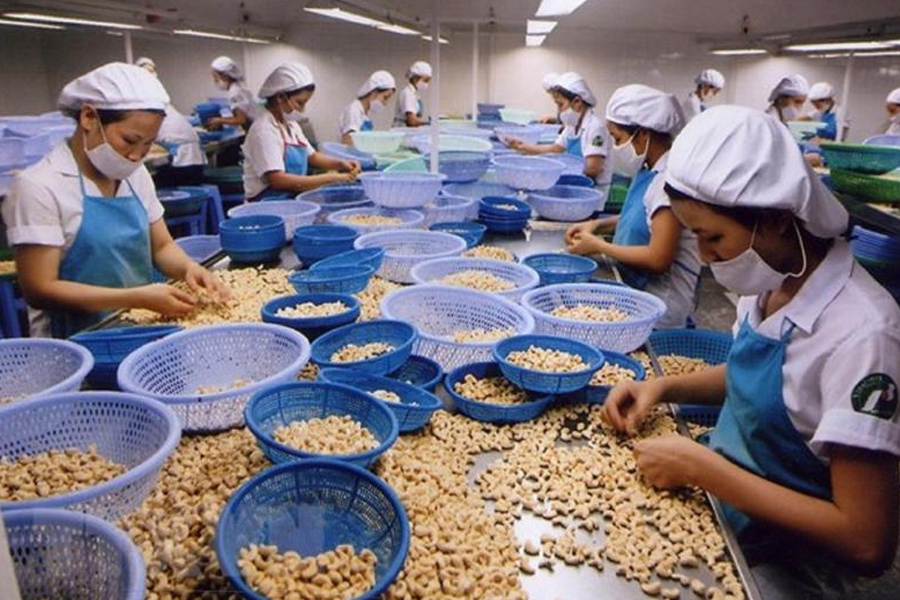 Việt Nam chi hơn 3 tỷ USD mua hạt điều thô