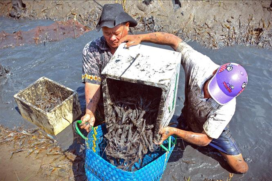 Xây dựng vùng nuôi tôm sinh thái theo tiêu chuẩn quốc tế