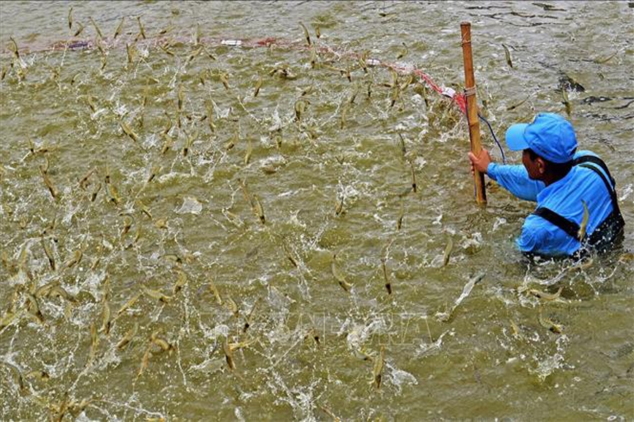 Xây dựng vùng nuôi tôm sinh thái theo tiêu chuẩn quốc tế