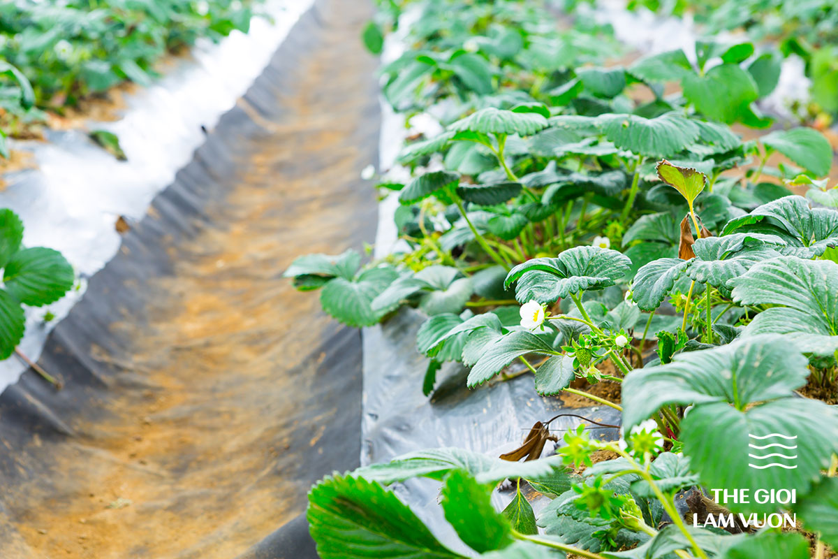 Van-de-ra-thai-nhua-trong-nong-nghiep