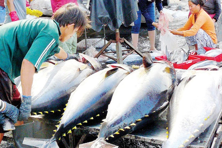 Cá ngừ đại dương được mùa nhưng mất giá