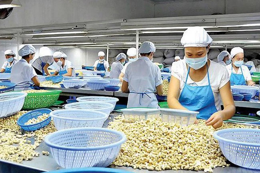 Cảnh báo doanh nghiệp Việt Nam khi xuất khẩu tiêu, điều sang Tây Ban Nha