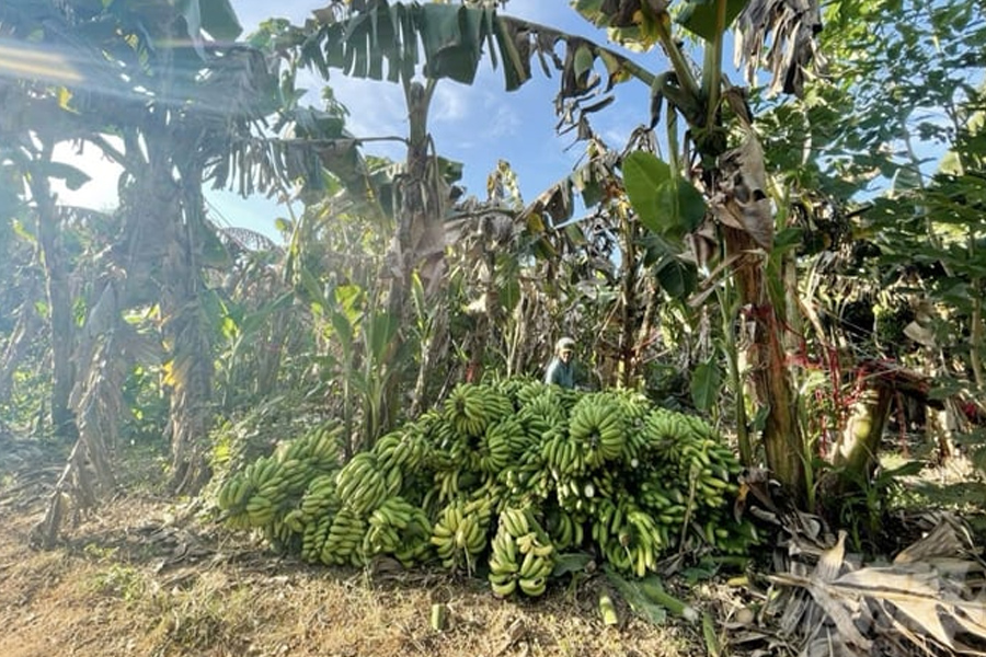 Chuối xuất khẩu dịp tết gặp khó do đâu?