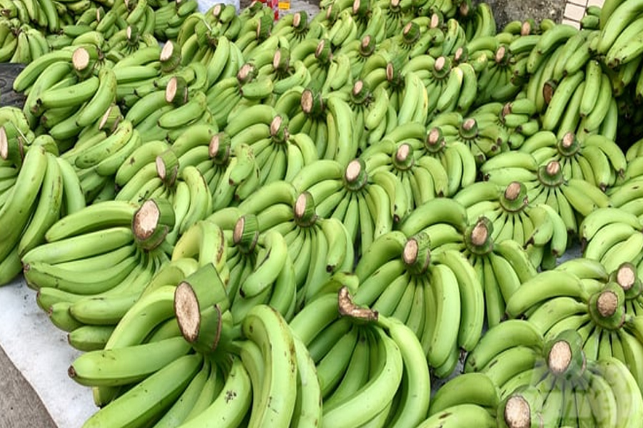 Chuối xuất khẩu dịp tết gặp khó do đâu?
