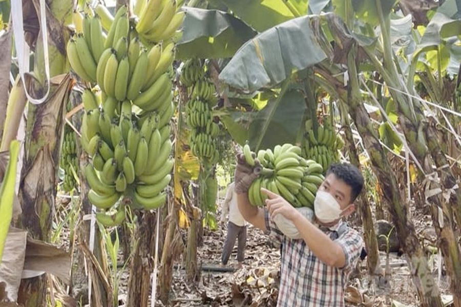 Chuối xuất khẩu dịp tết gặp khó do đâu?