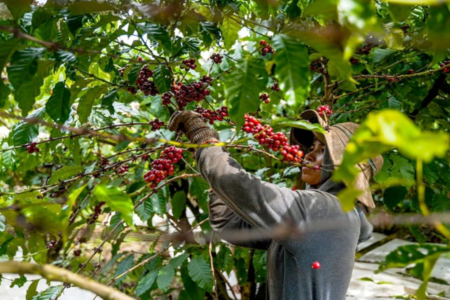 Giá cà phê vượt xa mọi dự đoán trong năm 2023