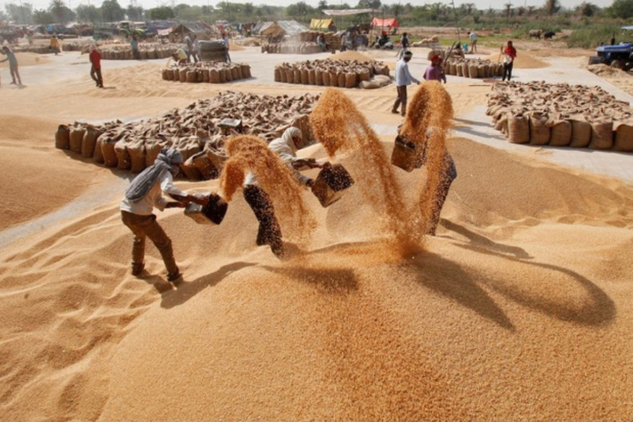 Giá gạo đồ Ấn Độ xuất khẩu tăng lên mức cao kỷ lục